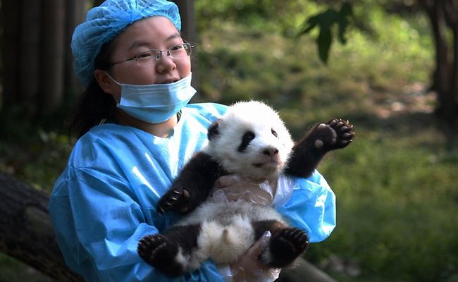 panda care - bred in captivity